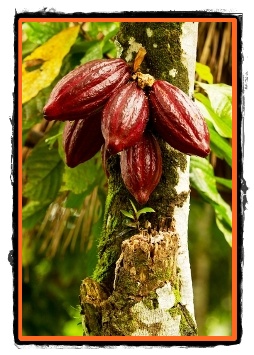 Arborele de cacao sau hrana zeilor